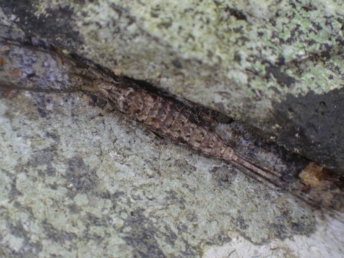 Machiloides banksi photo 6