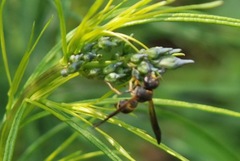 Ancistrocerus unifasciatus