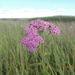 Achillea asiatica - Photo (c) tatyana-omck, some rights reserved (CC BY-NC), uploaded by tatyana-omck
