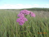 Asian Yarrow - Photo (c) tatyana-omck, some rights reserved (CC BY-NC), uploaded by tatyana-omck