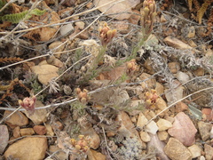 Castilleja cinerea