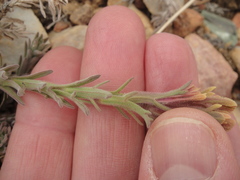 Castilleja cinerea