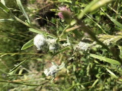 Micropus californicus