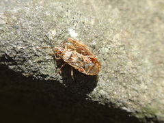 Artheneidae
