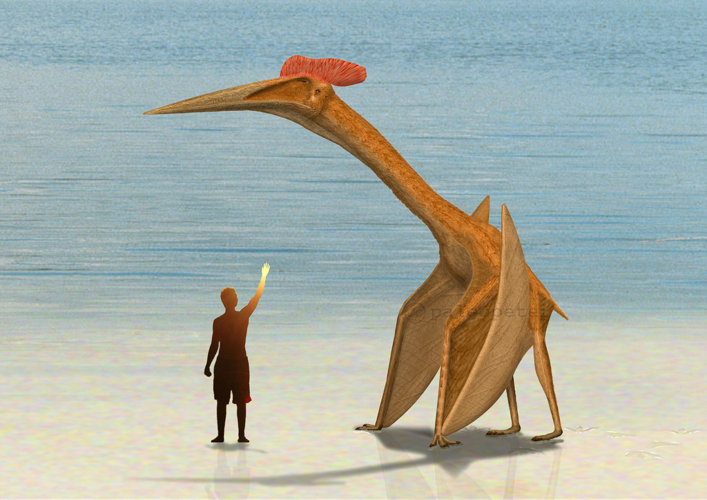Pterosaurs