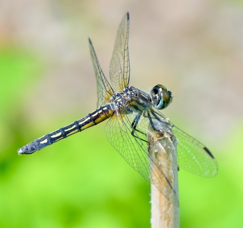 Blue Dasher photographed in Vermont