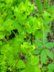 Euphorbia commutata