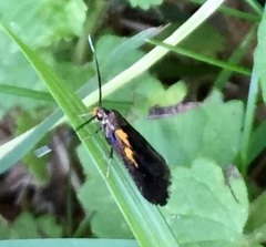 Mathildana newmanella