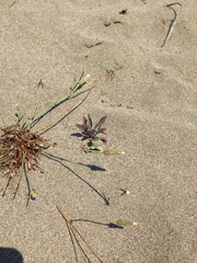 Erysimum menziesii