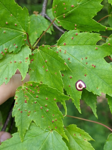 Maple Bladdergall Mite photo 4