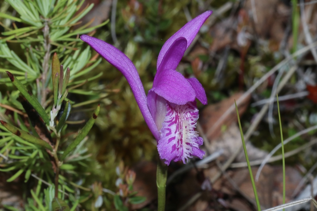 Arethusa bulbosa