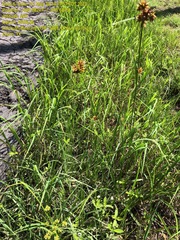 Rhynchospora indianolensis