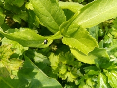 Legnotus limbosus