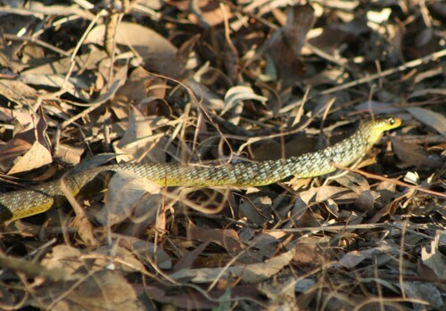 Common Tree Snake sighting