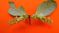 Trigonia nivea pubescens