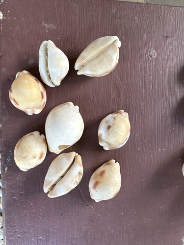 Cypraea tessellata observed 2024-06-23