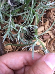 Vanessa virginiensis