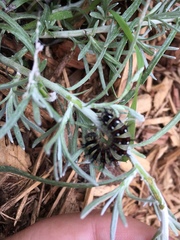 Vanessa virginiensis