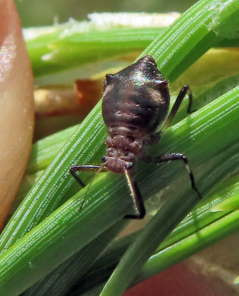 Waxy Dark Pine Aphid