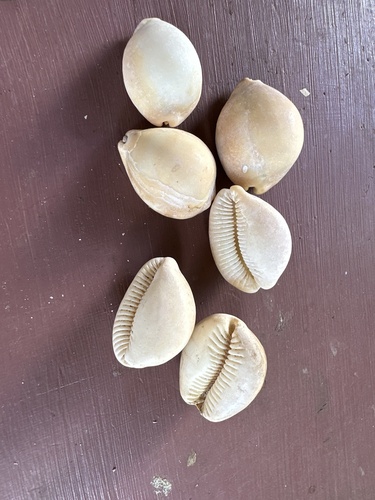 Lyncina sulcidentata observed 2024-06-23