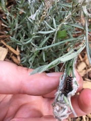 Vanessa virginiensis