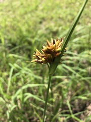 Rhynchospora indianolensis