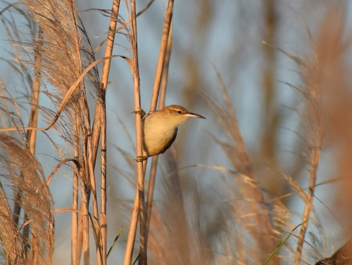 Straight-billed Reedhaunter (Limnoctites rectirostris), photo 9