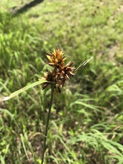 Rhynchospora indianolensis