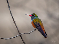 Amazilia Hummingbird photo 4