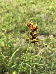 Rhynchospora indianolensis