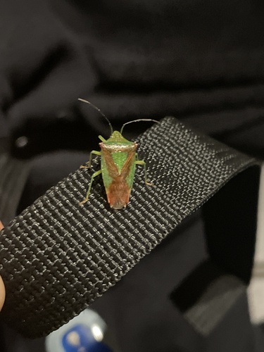 Hawthorn Shield Bug, Kloosterlaan, Huissen, Gelderland, NL, photo 7 of 10
