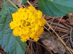Lantana