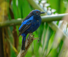 Philippine Fairy-Bluebird photo 2