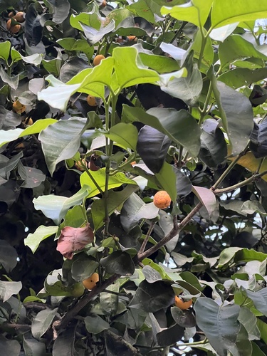 Foto de Bacupari