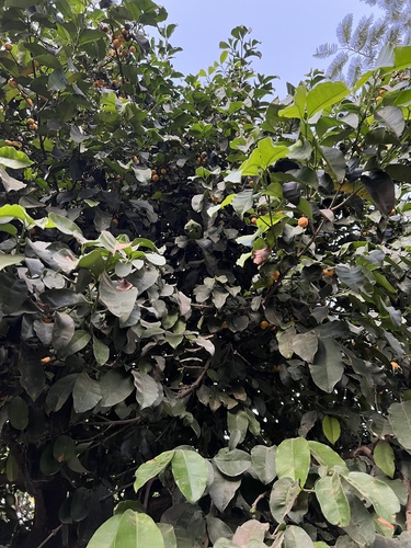 Foto de Bacupari