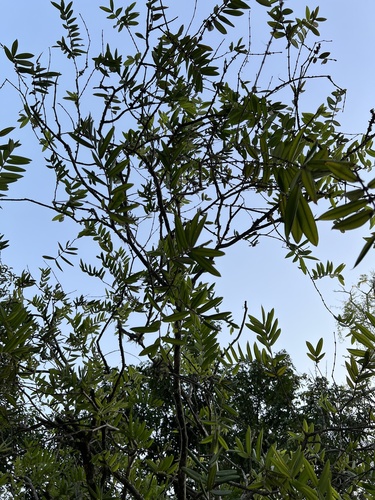 Foto de Cabeludinha