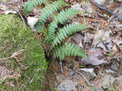 Dryopteris intermedia