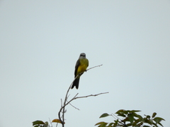 Tyrannus albogularis