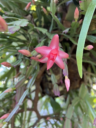 Foto de Flor-de-maio