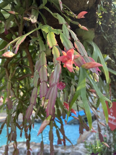 Foto de Flor-de-maio