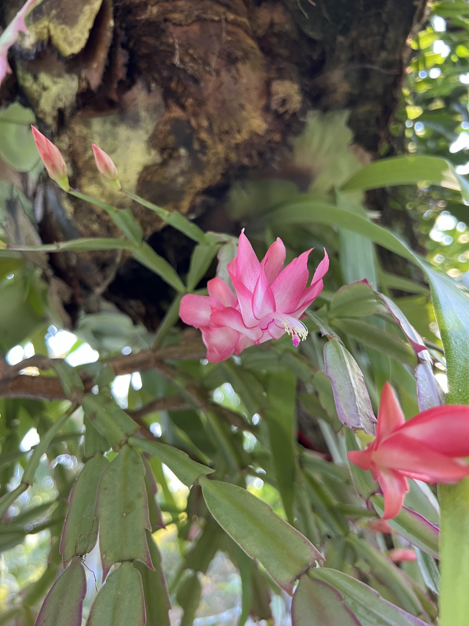 Imagem de Flor-de-maio