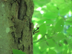 Megarhyssa atrata