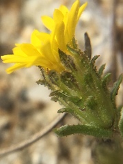Lessingia pectinata pectinata