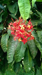 Ixora casei