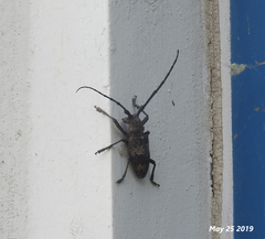 Lamiomimus gottschei