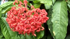 Ixora casei