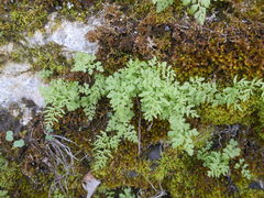 Cryptogramma stelleri image