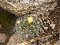 Mammillaria nana