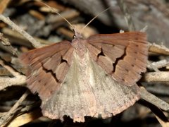 Epidesmia brachygrammella