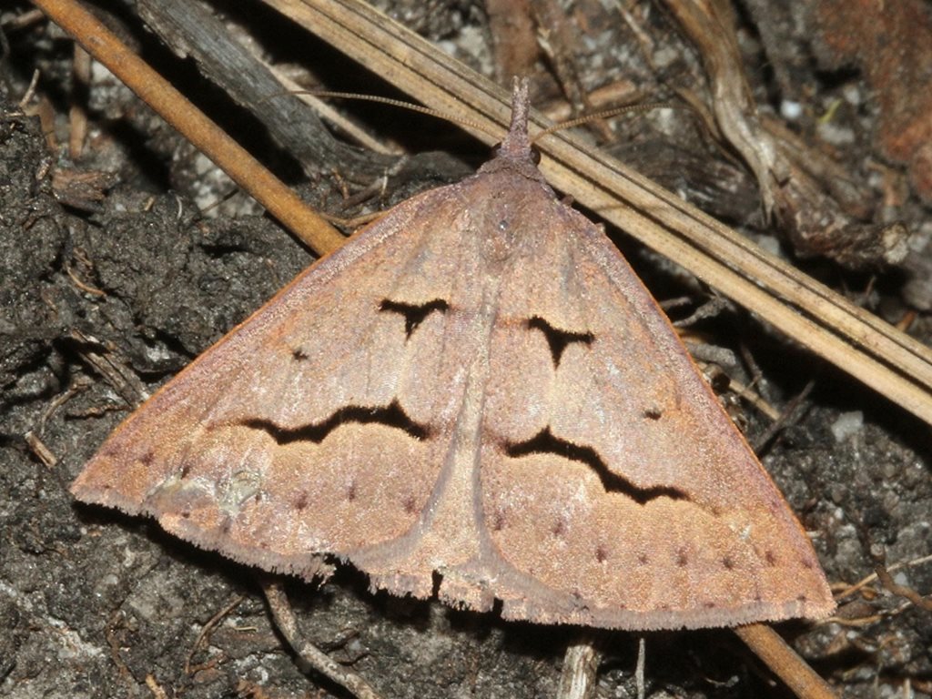 Epidesmia brachygrammella